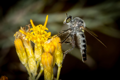 Sintoria cyanea