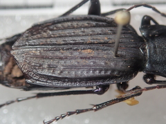 Carabus reitteri