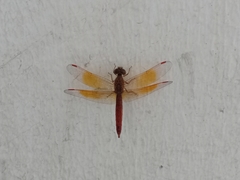 Brachythemis contaminata