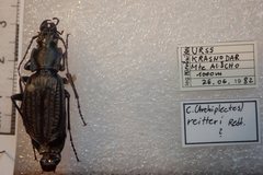 Carabus reitteri