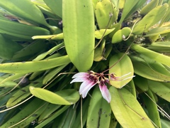 Bulbophyllum lepidum