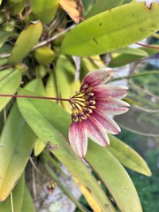 Bulbophyllum lepidum