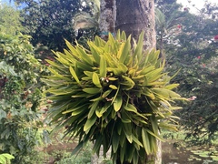 Bulbophyllum lepidum