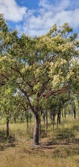 Corymbia erythrophloia