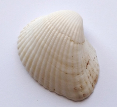 Anadara kagoshimensis