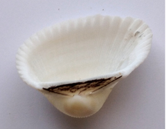 Anadara kagoshimensis