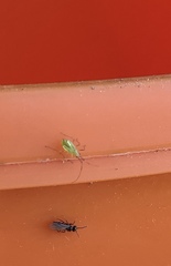 Felisacus elegantulus