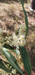 Corymbia erythrophloia