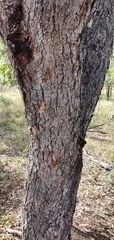 Corymbia erythrophloia