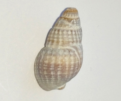 Pyramidelloidea