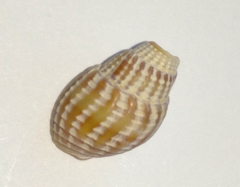 Pyramidelloidea