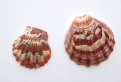 Flexopecten glaber ponticus