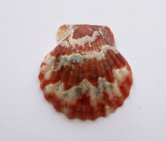 Flexopecten glaber ponticus