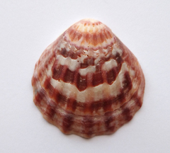 Flexopecten glaber ponticus