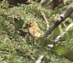 Passerina versicolor