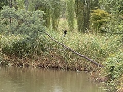 Microcarbo melanoleucos