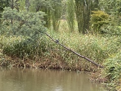 Microcarbo melanoleucos