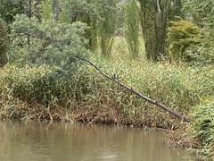 Microcarbo melanoleucos