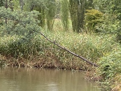 Microcarbo melanoleucos