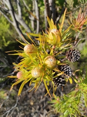 Alatosperma