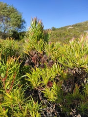 Alatosperma