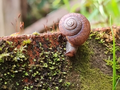 Pommerhelix mastersi