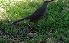 Toxostoma curvirostre