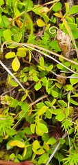 Azorella nitens