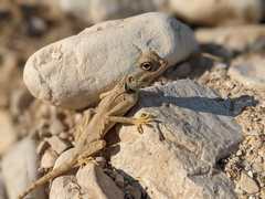 Pseudotrapelus sinaitus