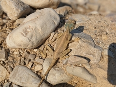 Pseudotrapelus sinaitus