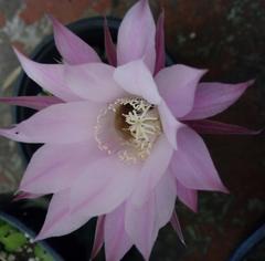 Echinopsis