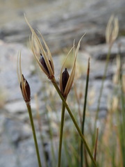Marsippospermum gracile