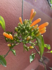 Pyrostegia