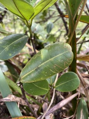 Paralopostega serpentina