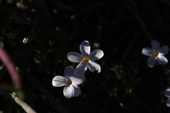 Oxalis aridicola