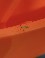 Felisacus elegantulus