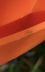 Felisacus elegantulus