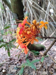 Saraca indica