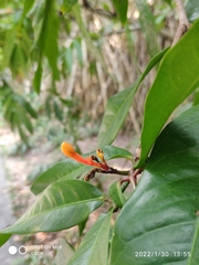 Saraca indica