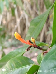Saraca indica
