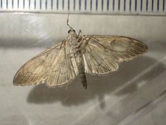 Anania lancealis