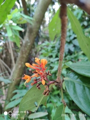 Saraca indica