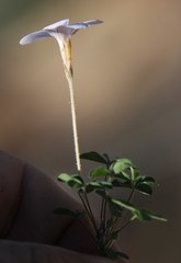 Oxalis aridicola