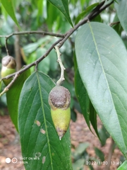 Neobalanocarpus heimii