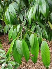 Neobalanocarpus heimii