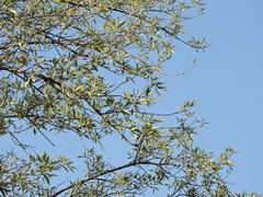 Polioptila caerulea