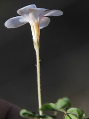 Oxalis aridicola
