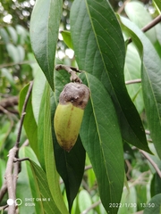 Neobalanocarpus heimii