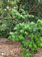 Neobalanocarpus heimii