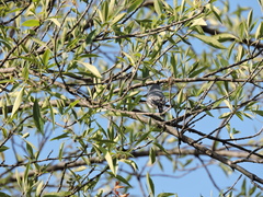 Polioptila caerulea